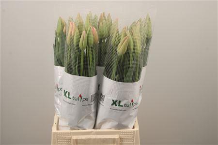 <h4>Tu Fr En Bella Blush</h4>