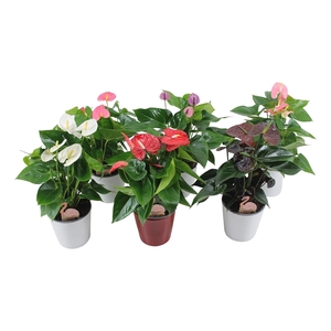 Anthurium Flamingo Mix 14cm in keramiek