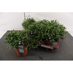 R Rhipsalis 12 Cm. P. Burchellii