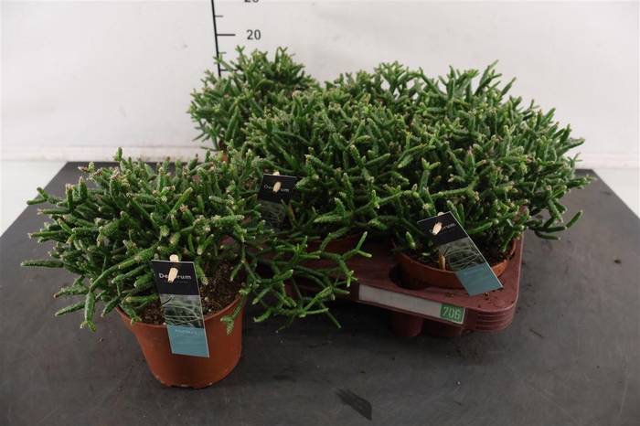 <h4>R Rhipsalis 12 Cm. P. Burchellii</h4>