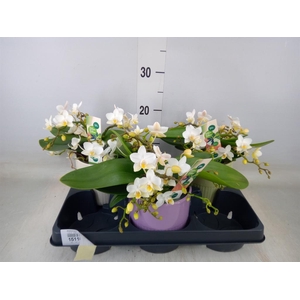 Phalaenopsis   ...white