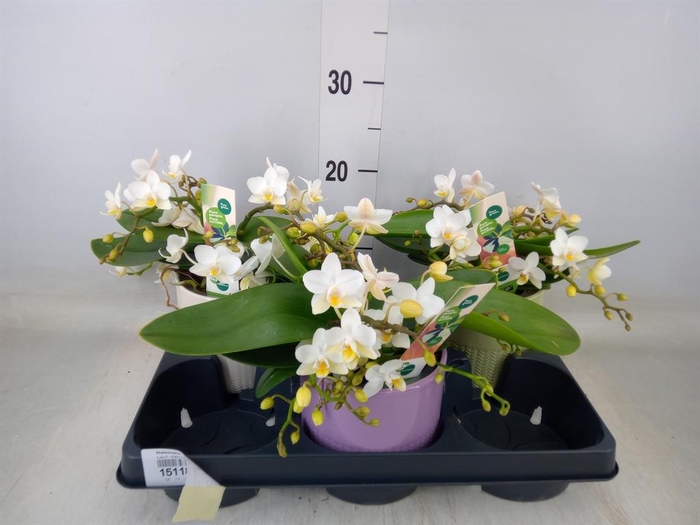 <h4>Phalaenopsis   ...white</h4>