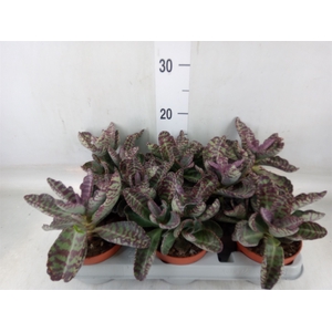 Kalanchoe NF marmorata 'Partridge'