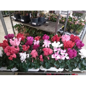 Cyclamen GR 'Vintro'