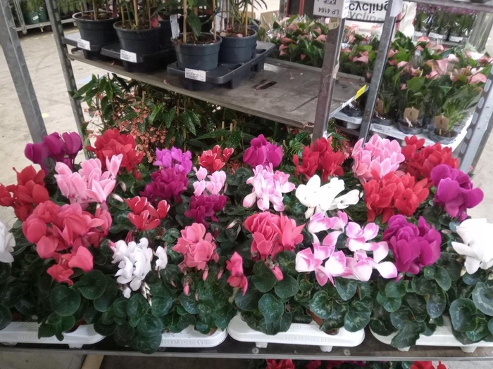 <h4>Cyclamen GR 'Vintro'</h4>