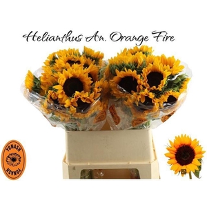Helianthus orange fire