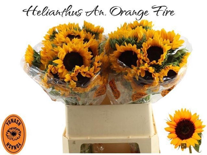 <h4>Helianthus orange fire</h4>