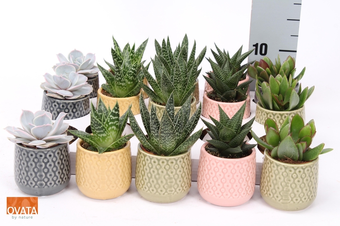 <h4>SUCC GEM 5 SRT</h4>