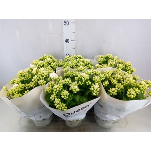 Kalanchoe  'RoseFlow Greta'