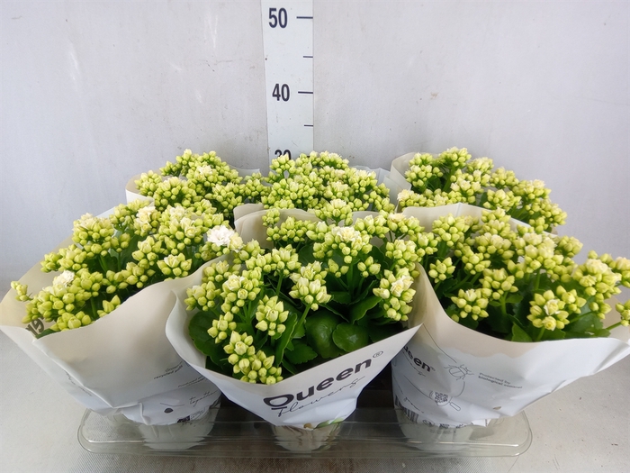 <h4>Kalanchoe  'RoseFlow Greta'</h4>