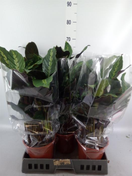 <h4>Calathea   ...</h4>