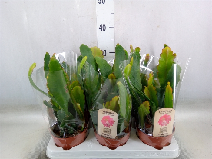 <h4>Epiphyllum   ...</h4>