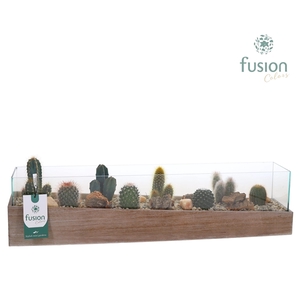 Aquarium Large met Cactussen