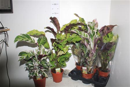 <h4>Calat Fusion Yellow + Fusion White</h4>