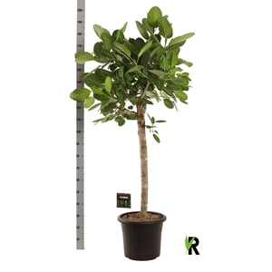 Ficus benghalensis 'Audrey'