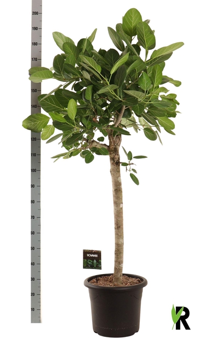 <h4>Ficus benghalensis 'Audrey'</h4>