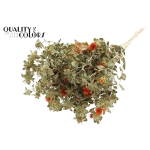 Carthamus per bunch  Natural Orange