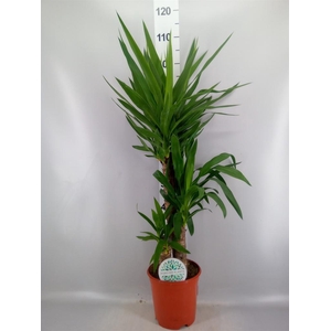 Yucca   ...
