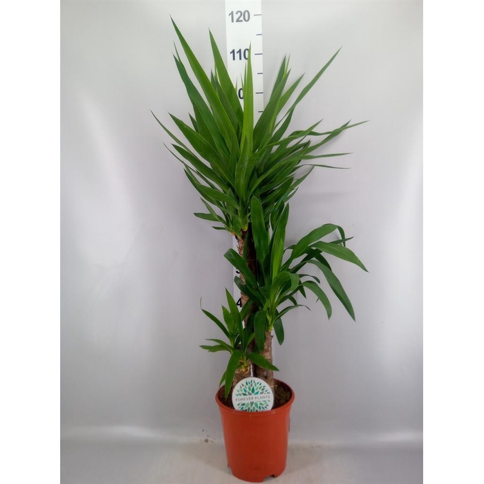 <h4>Yucca   ...</h4>