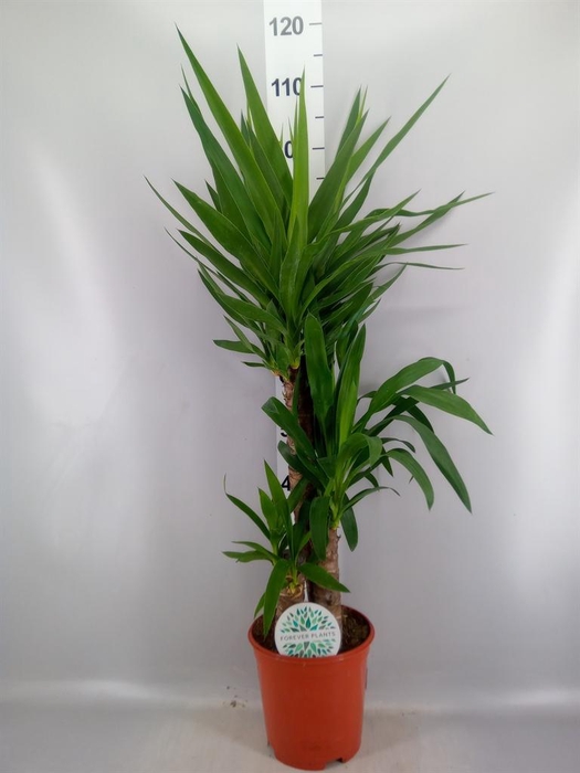 <h4>Yucca   ...</h4>