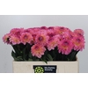 Dahlia Esli