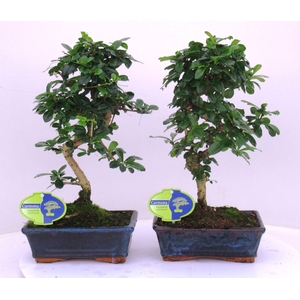 Carmona macrophylla, 20cm., shape, without drip tray