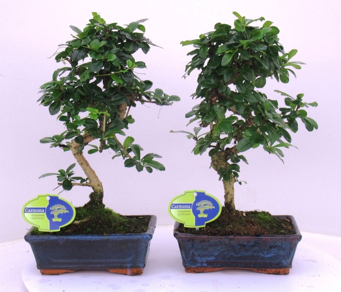 <h4>Carmona macrophylla, 20cm., shape, without drip tray</h4>