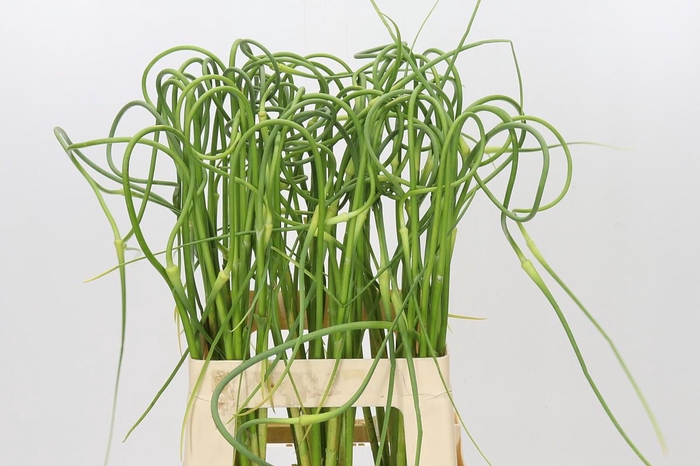 <h4>Allium Sativum Ophioscorodon</h4>