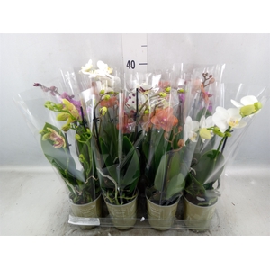 Phalaenopsis   ...mix