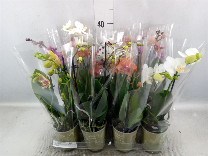 Phalaenopsis   ...mix