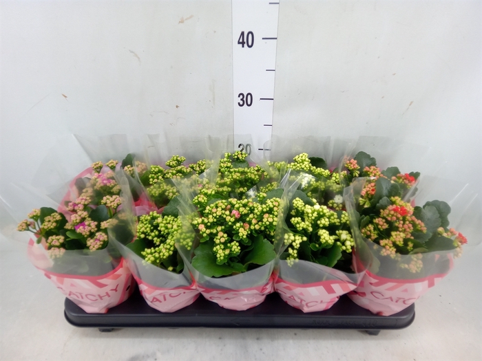 <h4>Kalanchoe blos.   ..rosebud mix  5</h4>