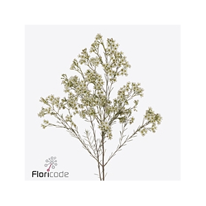 Chamelaucium blizzard