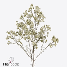 <h4>Chamelaucium blizzard</h4>