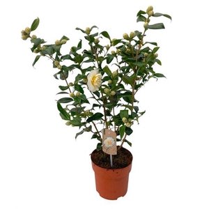 CAMELLIA EXTRA BRUSHFIELD YELLOW P19