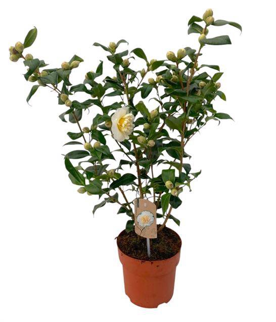 <h4>CAMELLIA EXTRA BRUSHFIELD YELLOW P19</h4>