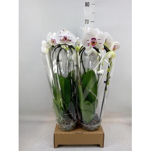 Phalaenopsis  'Elegant Cascade'