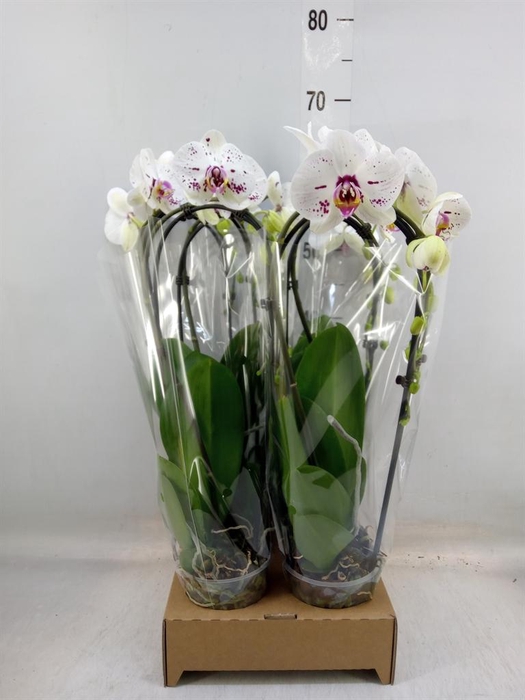 <h4>Phalaenopsis  'Elegant Cascade'</h4>