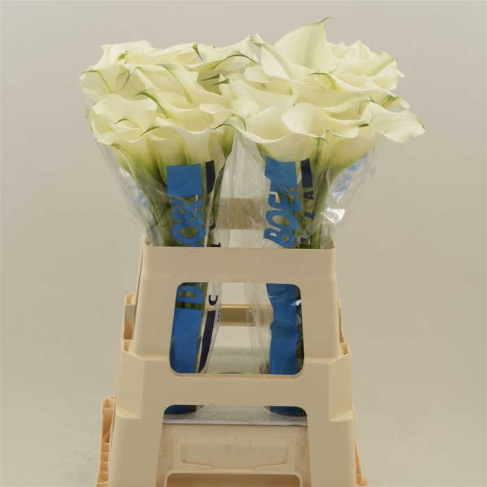 <h4>Calla Ventura</h4>