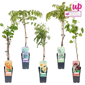 Klimplanten mix tray exclusief P15
