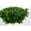 Ruscus Israel