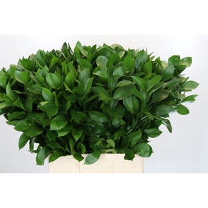 Ruscus Israel