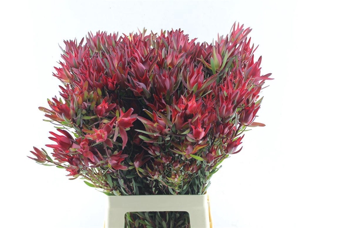 <h4>Leucad Sal Blush</h4>