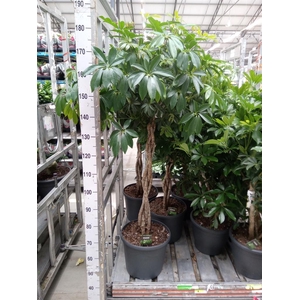 Schefflera arbor. 'Compacta'