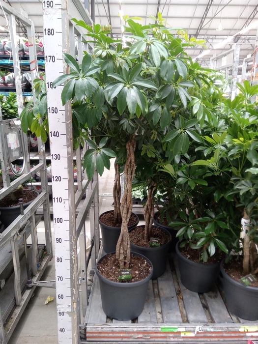 <h4>Schefflera arbor. 'Compacta'</h4>