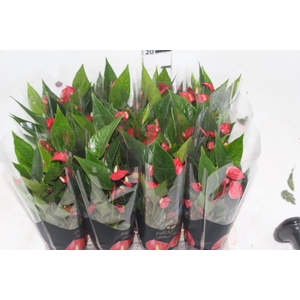 ANTHURIUM MINI MILLION FLOWERS P09