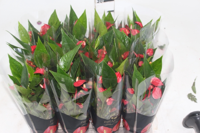 <h4>ANTHURIUM MINI MILLION FLOWERS P09</h4>