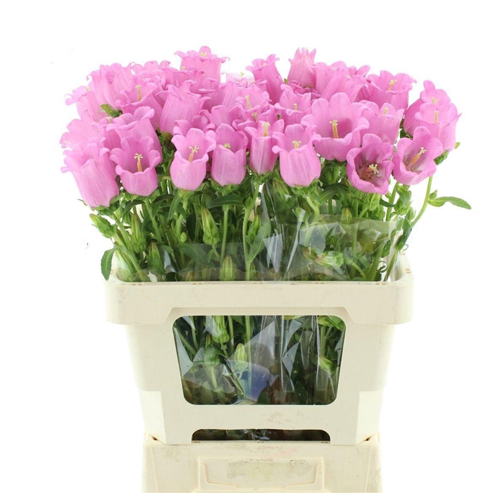 <h4>CAMP M CHAMPION PINK</h4>