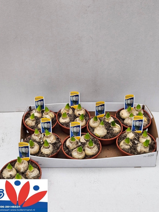 <h4>HYACIN WHITE PEARL</h4>