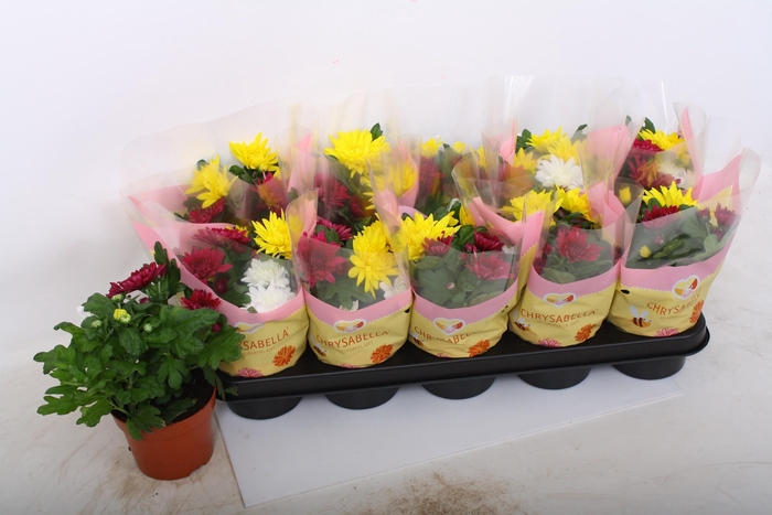 <h4>CHRYS GEM IN POT</h4>