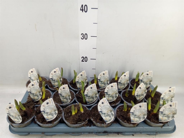 <h4>Tulipa DU 'Popcorn'</h4>